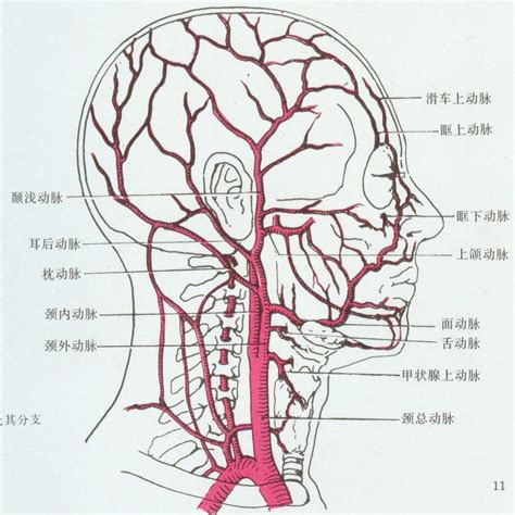 外頸動脈分支口訣|解剖學/頸總動脈